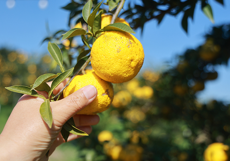 고흥유자축제 유자따기